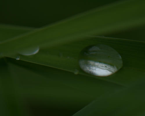 Raindrops on daylilies