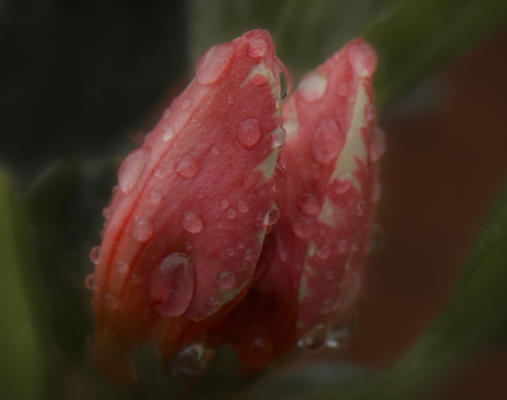 Azalea blooms about to open