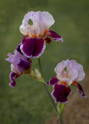 Multi-colored iris