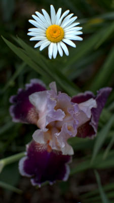 Late iris and early daisy in the front garden