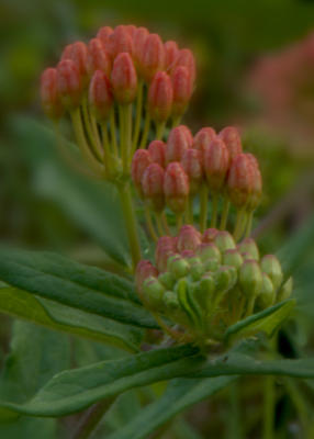 Milkweed blooms at the native plant garden