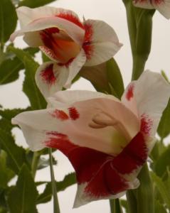 Gladiola blooms in the front yard