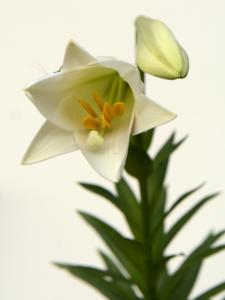 Our easter lily