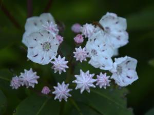 Mountain laurel blooms along the Wagontrain trail at Brasstown Bald
