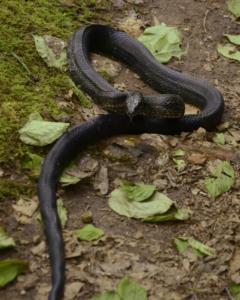 Rat snake as we walked along the Wagontrain trail at Brasstown Bald