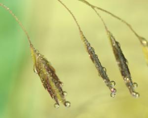 Dewdrops on grasses at the Native plant garden