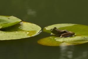 Bullfrog in the waterlily ponds at Gibbs Gardens