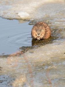 Beaver at Lake Normandale.
