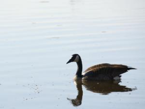 A goose on Lake Normandale