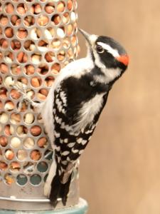 Woodpecker at the zoo