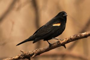 Red-winged blackbird at the zoo