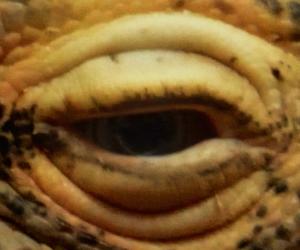 Eye of the Dragon, specifically a Komodo Dragon