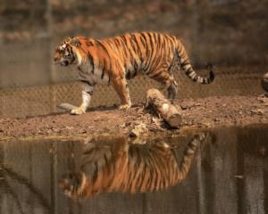 Tiger reflected