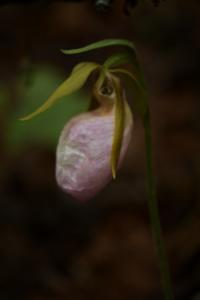 Ladyslipper bloom