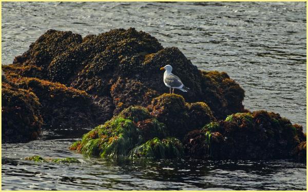 At Otter's Point on Monterey Bay, Sunday morning