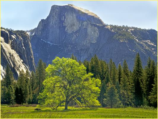 The elm James Hutchins planted, with Half Dome behind, Cooks, meadow, Tuesday morning