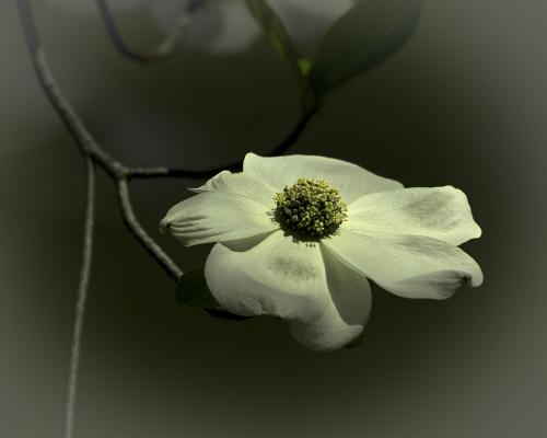 Dogwood bloom near Valley View, Tuesday afternoon
