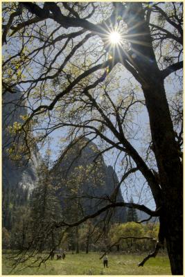 Sunstar and Cathedral Rock from El Capitan meadow, Thursday