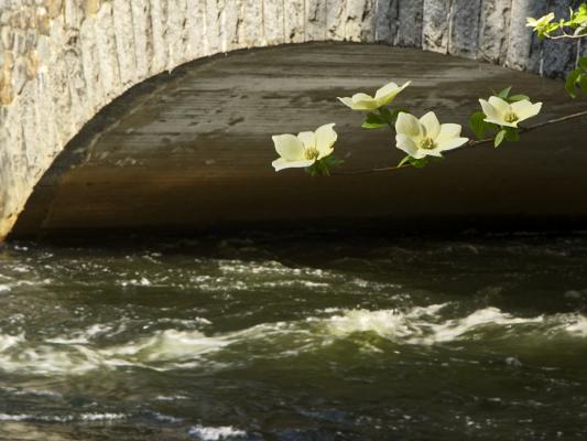 Dogwood blooms on the way to Fern Spring, Thursday