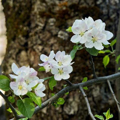 Apple blossoms at Valley View, Thursday