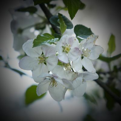 Apple blossoms at Valley View, Thursday