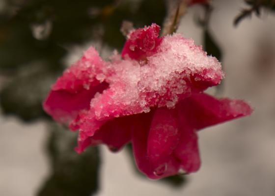 Early snow on the last rose bloom