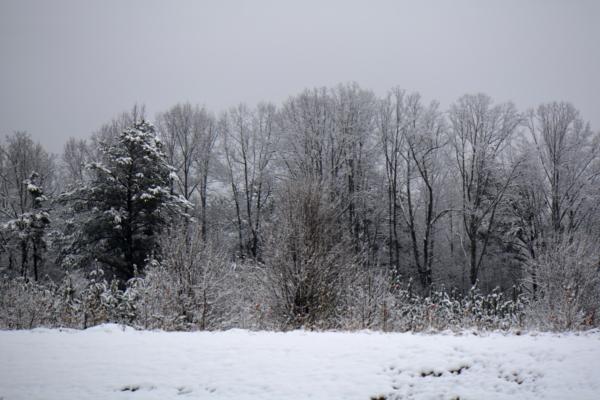 Snowy trees 2