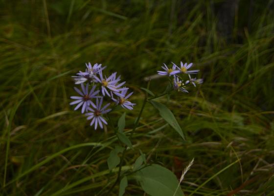 Blooming Asters