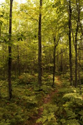 View of the trail