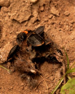 Beetles eating a shrew
