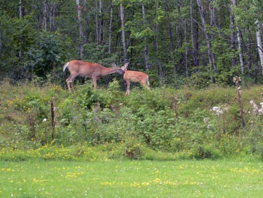 Deer at the archery range