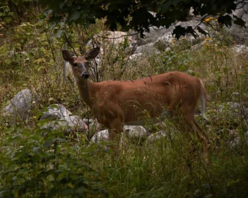 Deer behind the lodge Wednesday eveing
