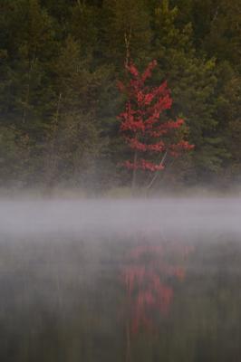 The early-changing maple in the mist at sunrise on Thursday