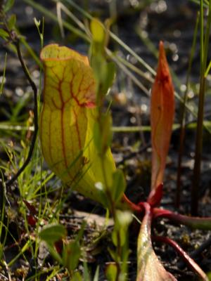 Pitcher plants in the bog