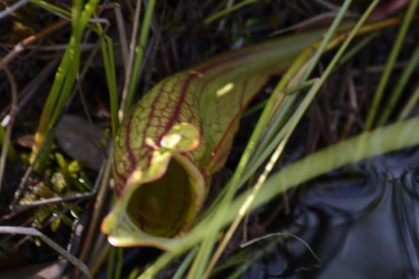 Another pitcher plant