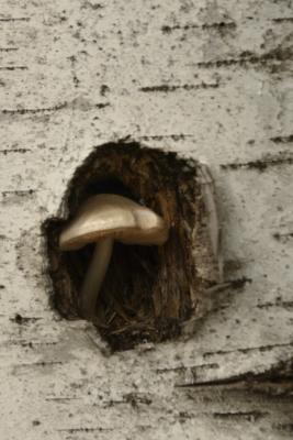 Fungus in the birch tree