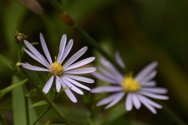 More asters